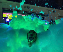 foam20 20uv20png 1683683678 Foam Party Package